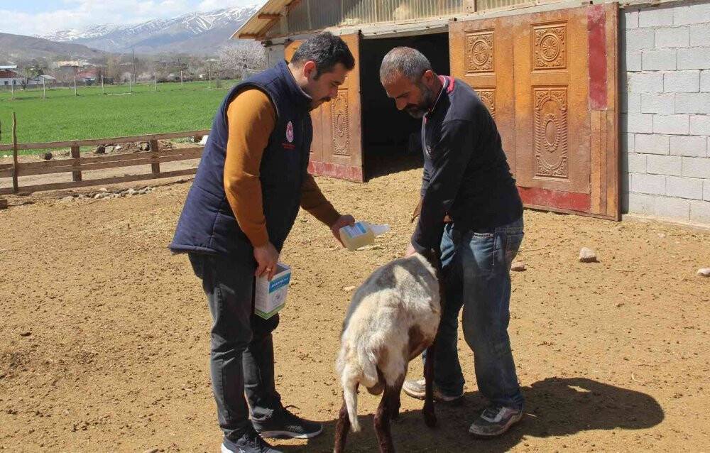 Küçükbaş hayvanlar kenelere karşı ilaçlanıyor