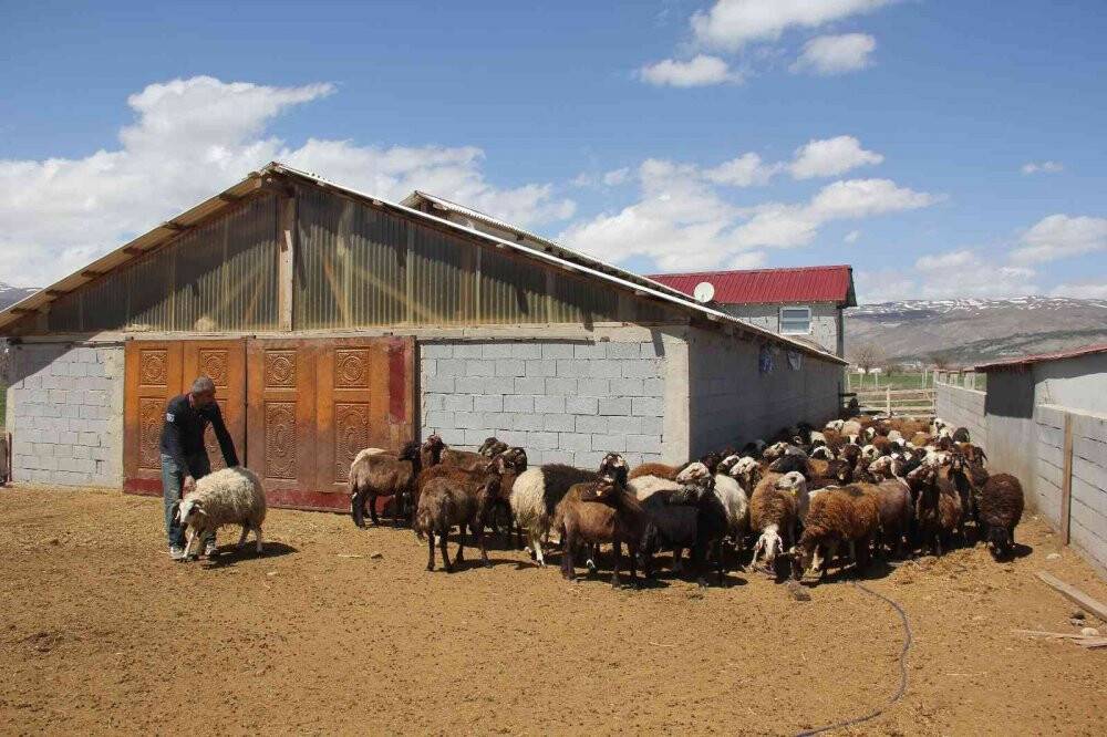 Küçükbaş hayvanlar kenelere karşı ilaçlanıyor