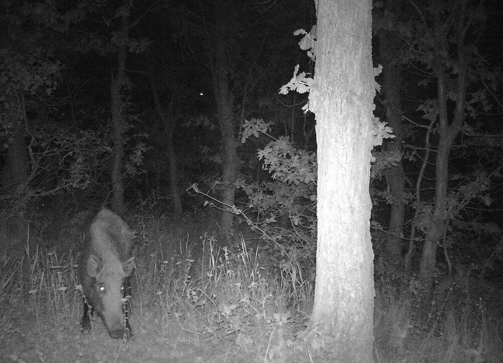 Ormanya’nın yaban hayatı foto kapanlara yansıdı