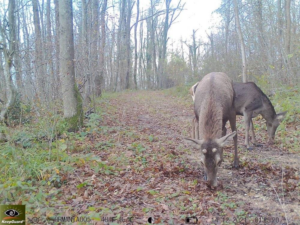 Ormanya’nın yaban hayatı foto kapanlara yansıdı