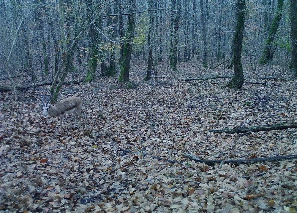 Ormanya’nın yaban hayatı foto kapanlara yansıdı