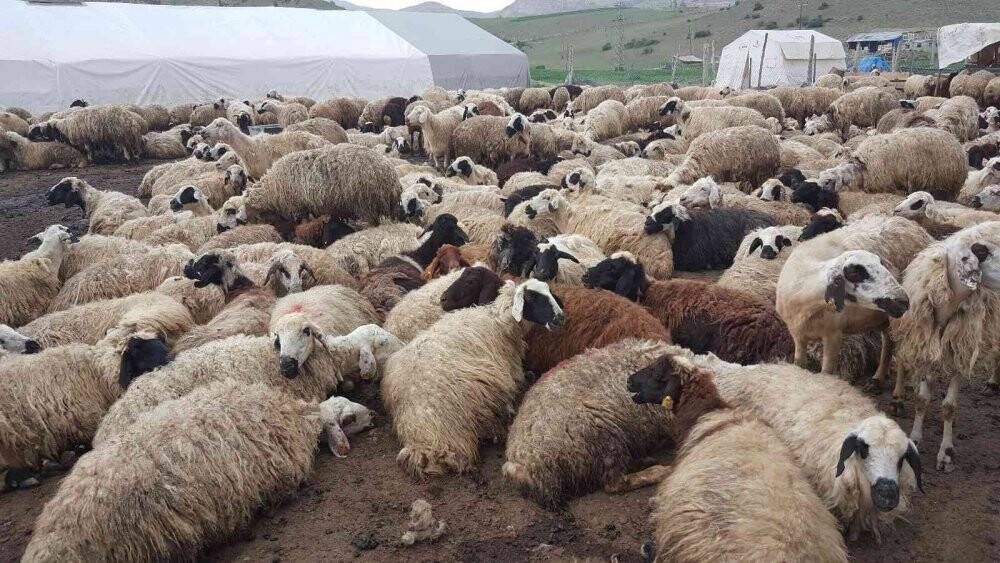 Sesini duyurabilmek için koyunu sırtında akarsudan geçirdi