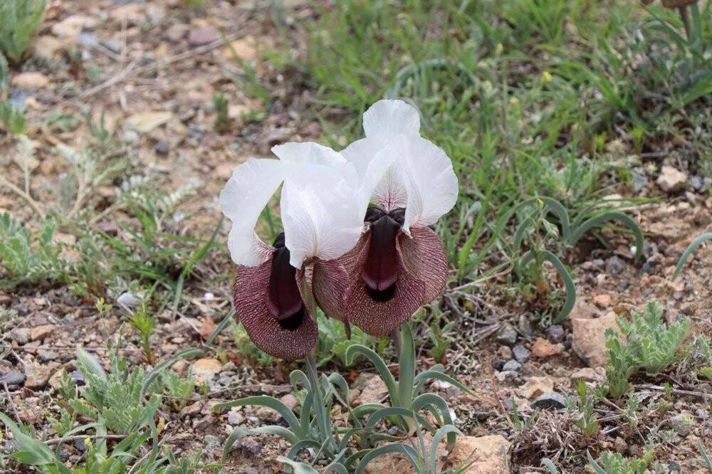Iris Iberica çiçekleri göz kamaştırıyor