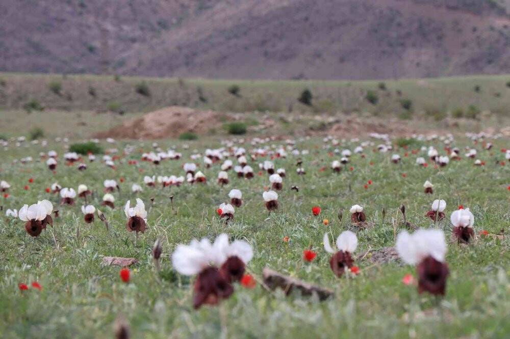 Iris Iberica çiçekleri göz kamaştırıyor