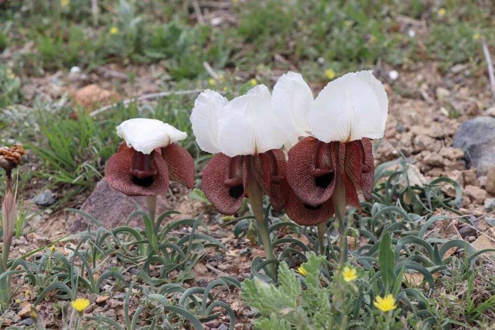 Iris Iberica çiçekleri göz kamaştırıyor