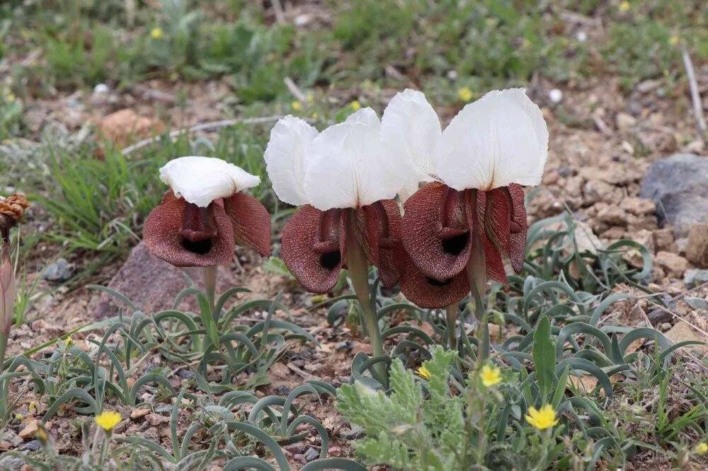 Iris Iberica çiçekleri göz kamaştırıyor