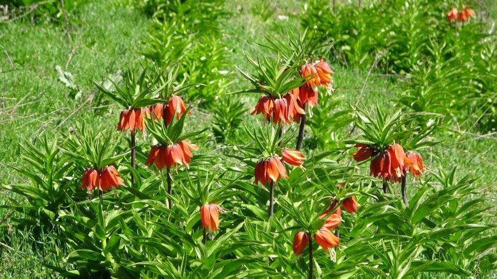 Kar ’Ağlayan Gelin’in yüzünü güldürdü