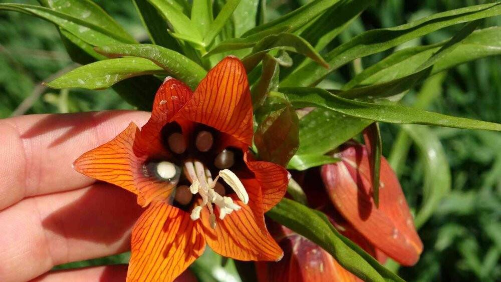 Kar ’Ağlayan Gelin’in yüzünü güldürdü