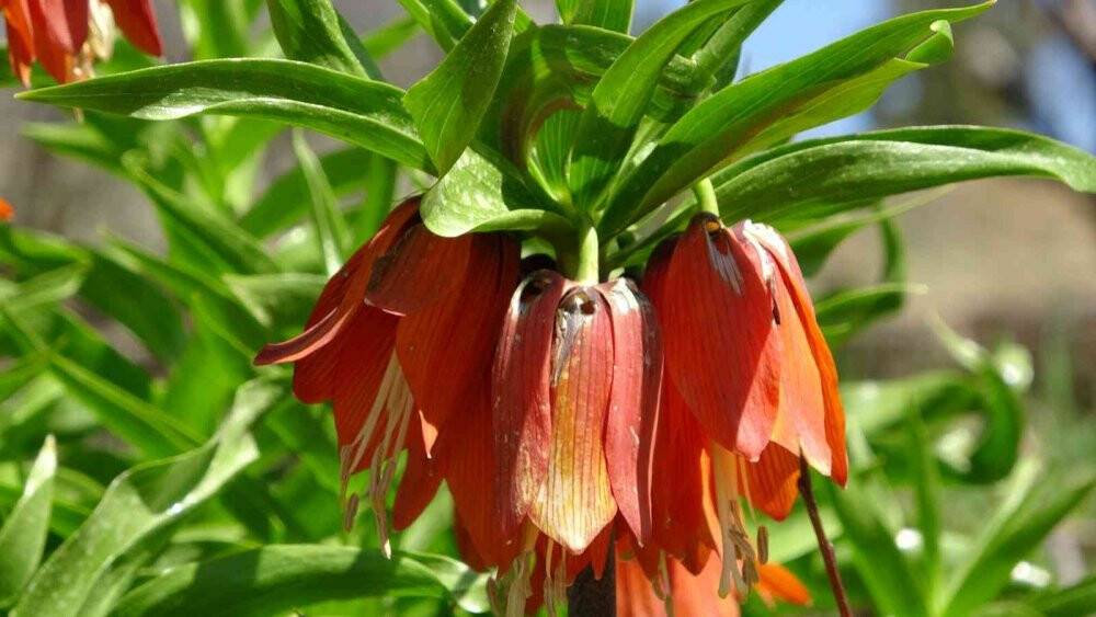 Kar ’Ağlayan Gelin’in yüzünü güldürdü