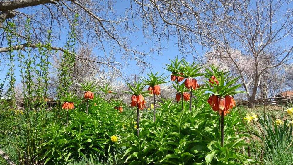 Kar ’Ağlayan Gelin’in yüzünü güldürdü