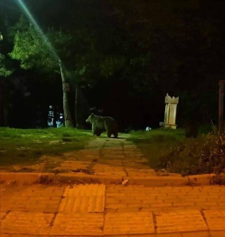 Bursa'da ayı paniği: Burun buruna geldiler