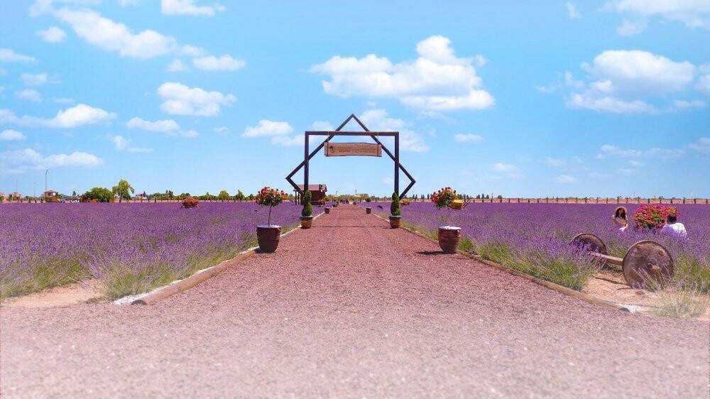 Karatay’daki lavanta bahçeleri 400 bin metrekare büyüklüğe ulaştı