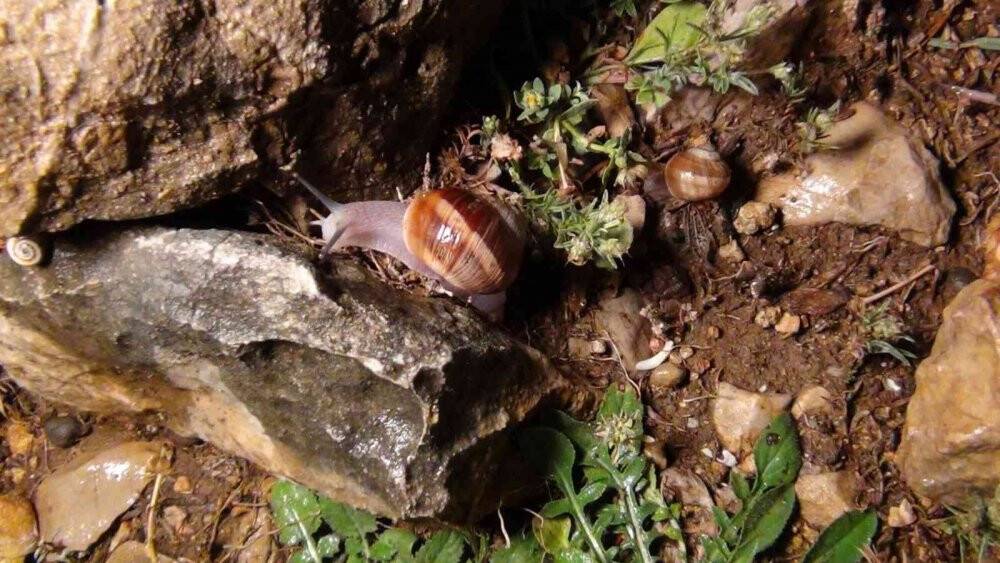 Gece dağda yağmurda onun peşindeler