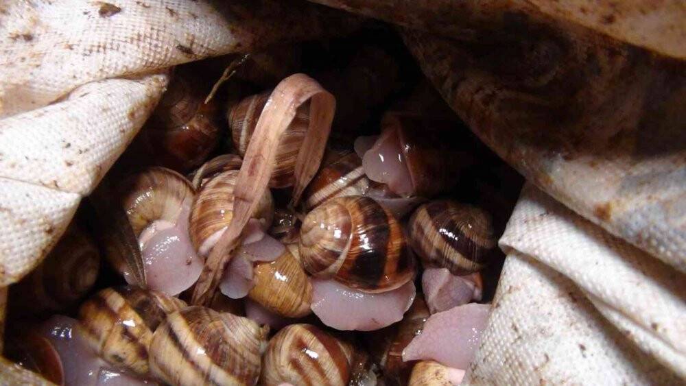 Gece dağda yağmurda onun peşindeler