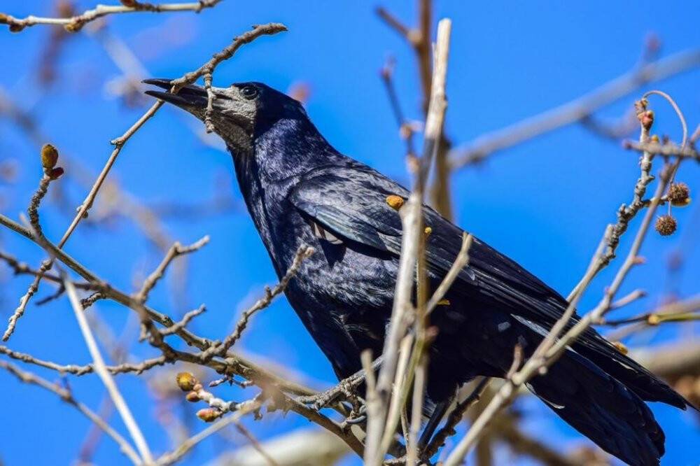 Genç doktor şehir şehir gezip doğa gözlemi yapıyor