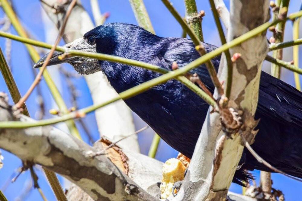 Genç doktor şehir şehir gezip doğa gözlemi yapıyor