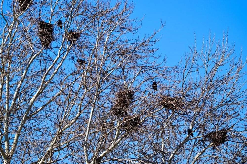 Genç doktor şehir şehir gezip doğa gözlemi yapıyor