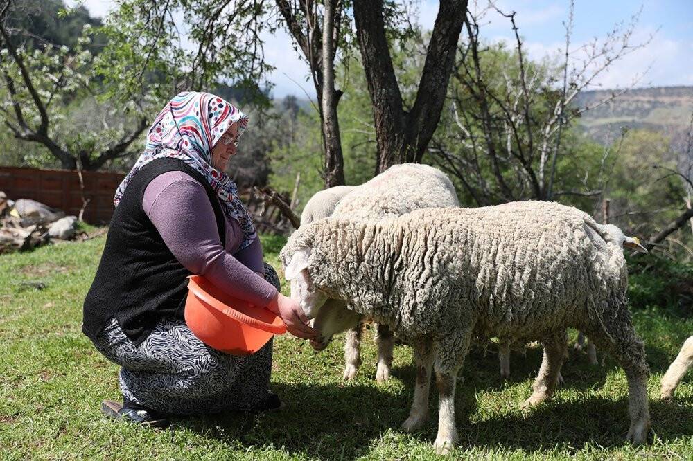 Kadın üreticilere verilen koyunlar kuzulamaya başladı