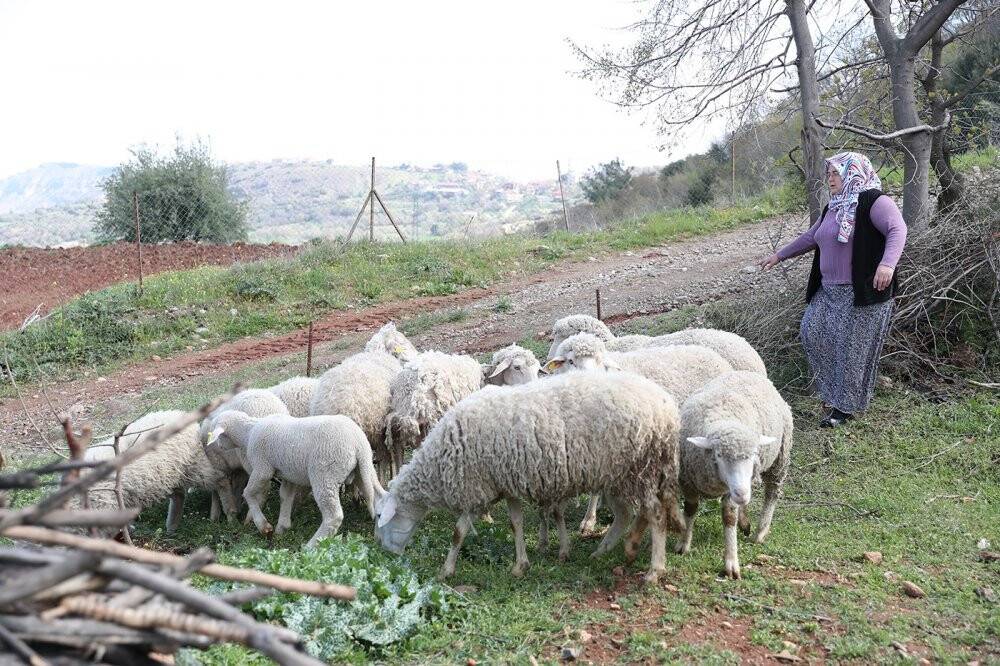 Kadın üreticilere verilen koyunlar kuzulamaya başladı