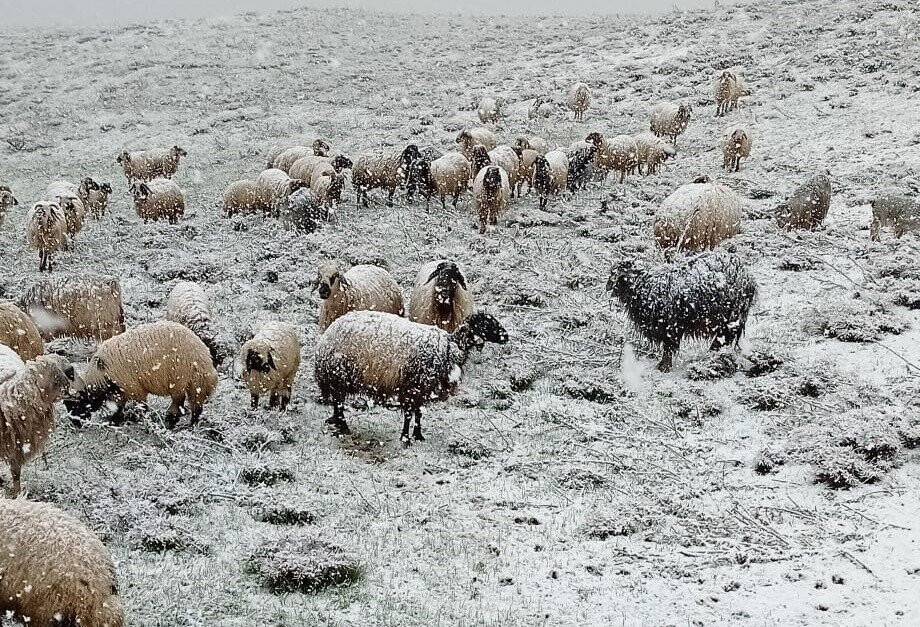 Aniden bastıran kar yağışı Yüksekova’yı beyaza bürüdü