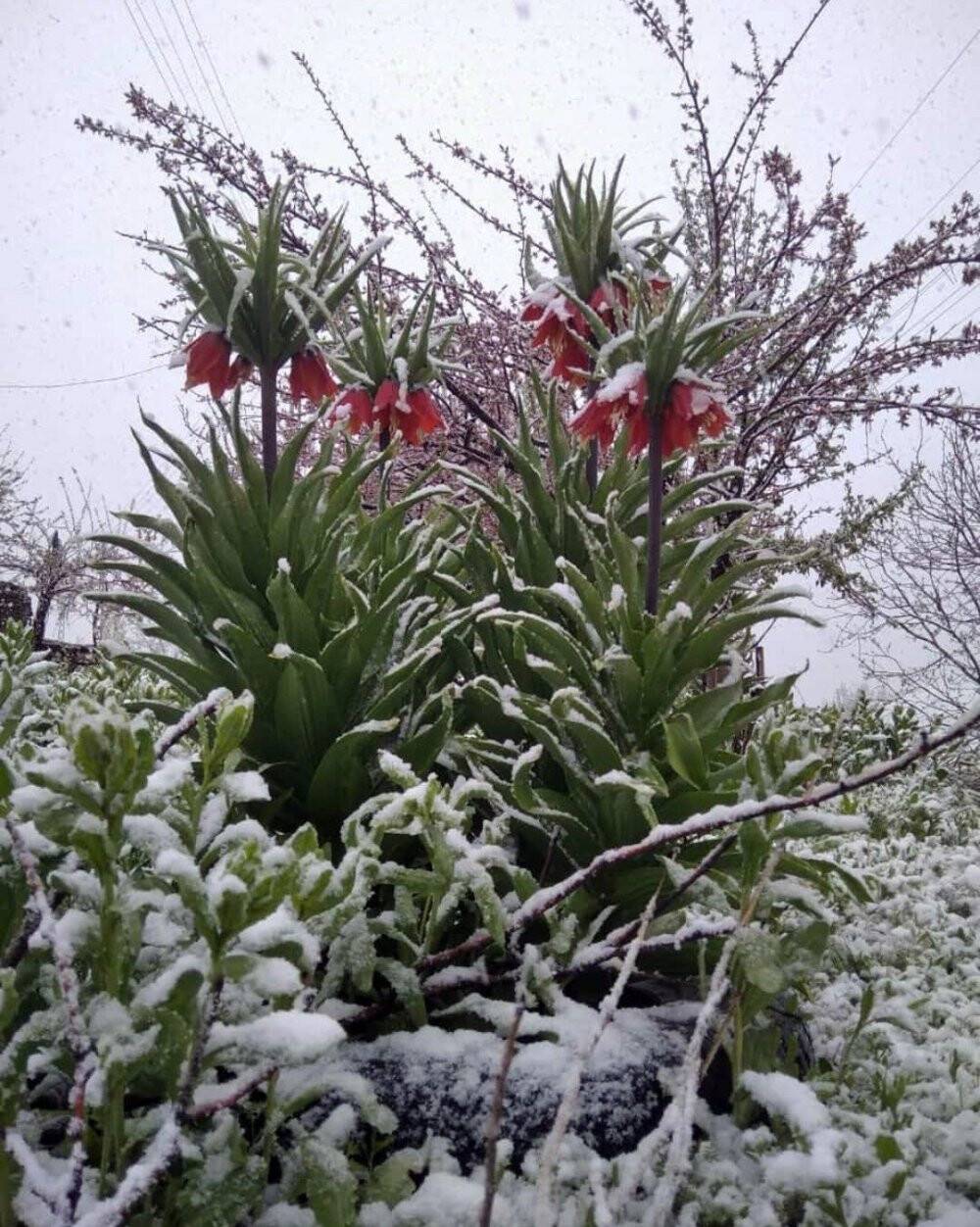 Aniden bastıran kar yağışı Yüksekova’yı beyaza bürüdü
