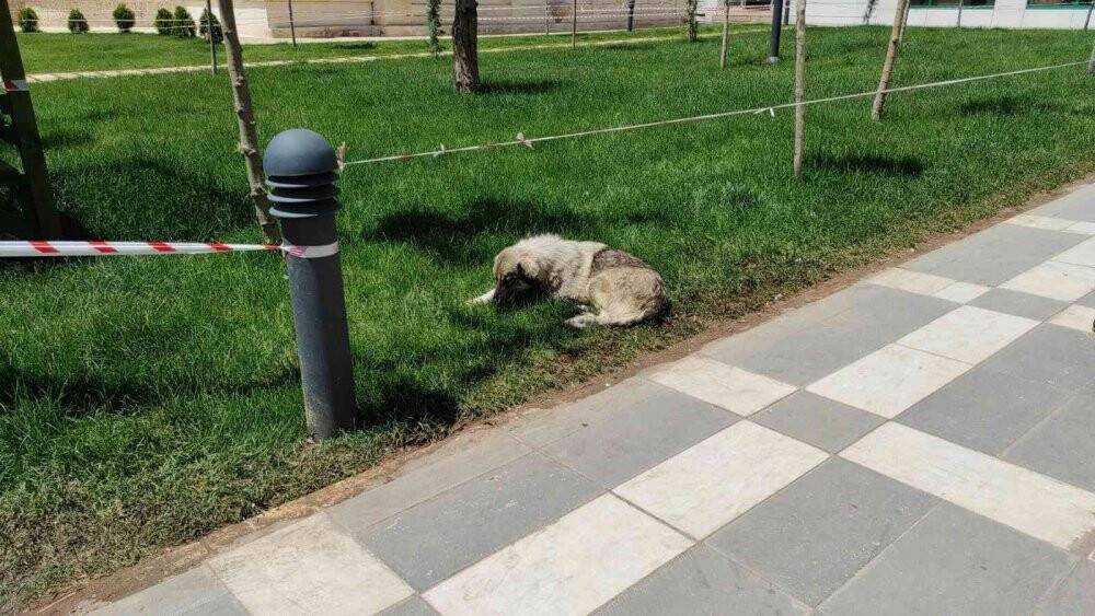 Vatandaşa saldıran sokak köpekleri belediye tarafından toplatıldı