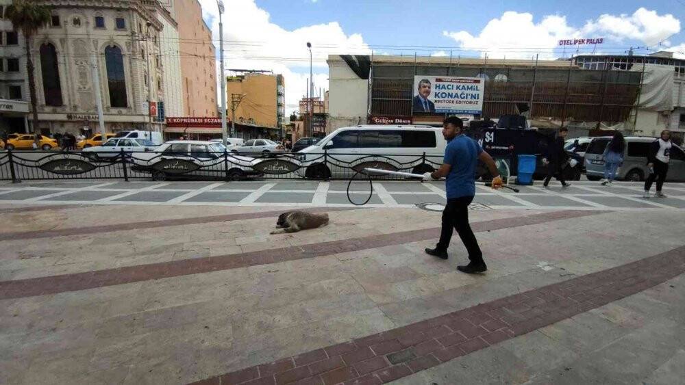 Vatandaşa saldıran sokak köpekleri belediye tarafından toplatıldı