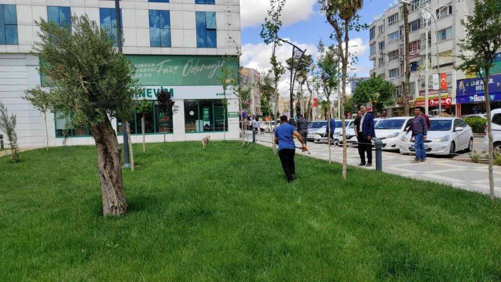 Vatandaşa saldıran sokak köpekleri belediye tarafından toplatıldı
