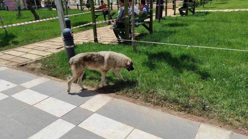 Vatandaşa saldıran sokak köpekleri belediye tarafından toplatıldı