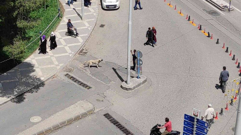 Vatandaşa saldıran sokak köpekleri belediye tarafından toplatıldı