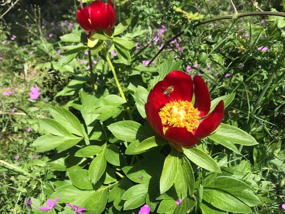 Bu çiçeği koparmanın cezası 110 bin TL