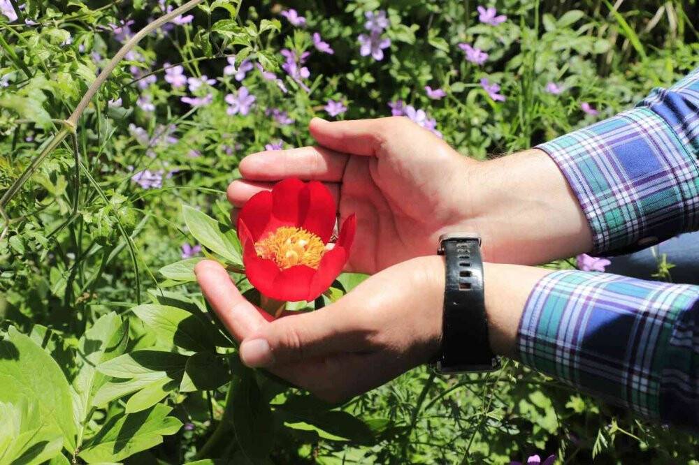 Bu çiçeği koparmanın cezası 110 bin TL