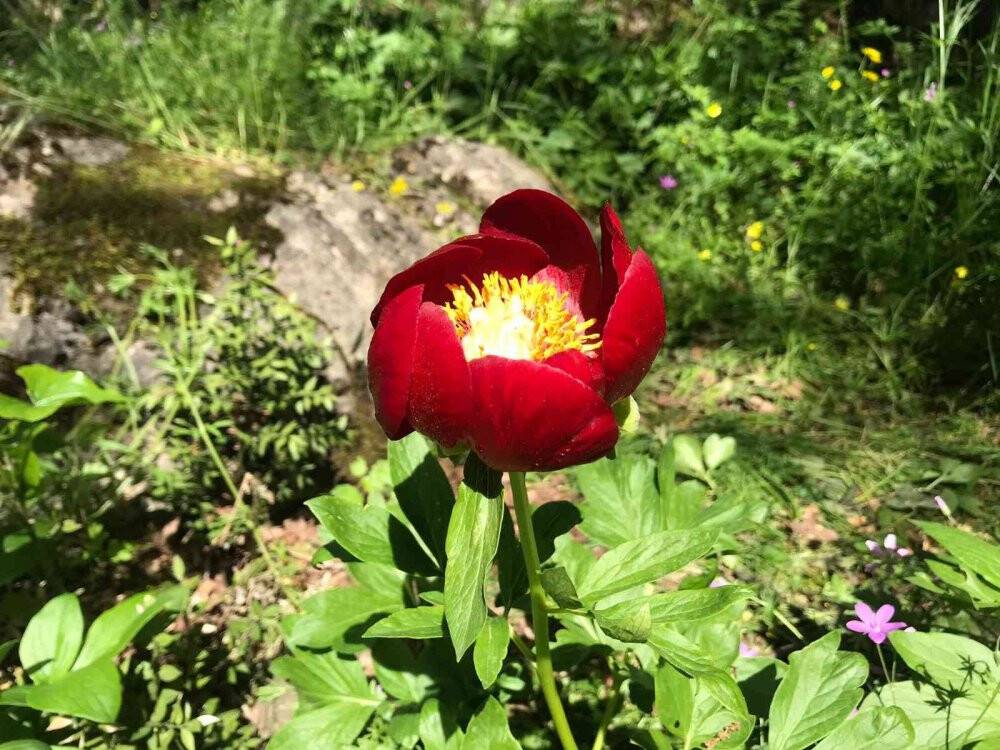 Bu çiçeği koparmanın cezası 110 bin TL