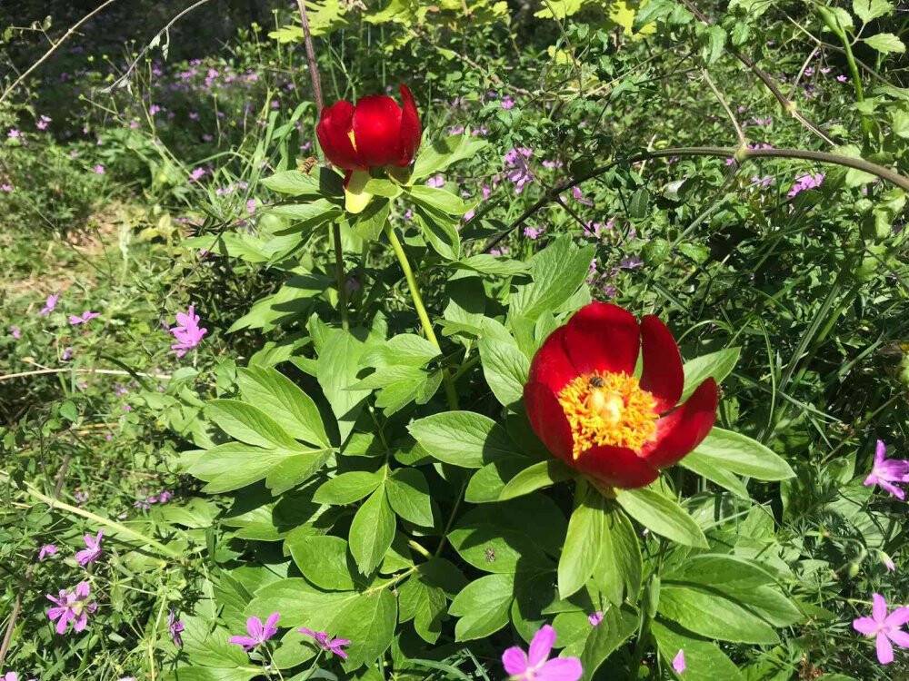 Bu çiçeği koparmanın cezası 110 bin TL