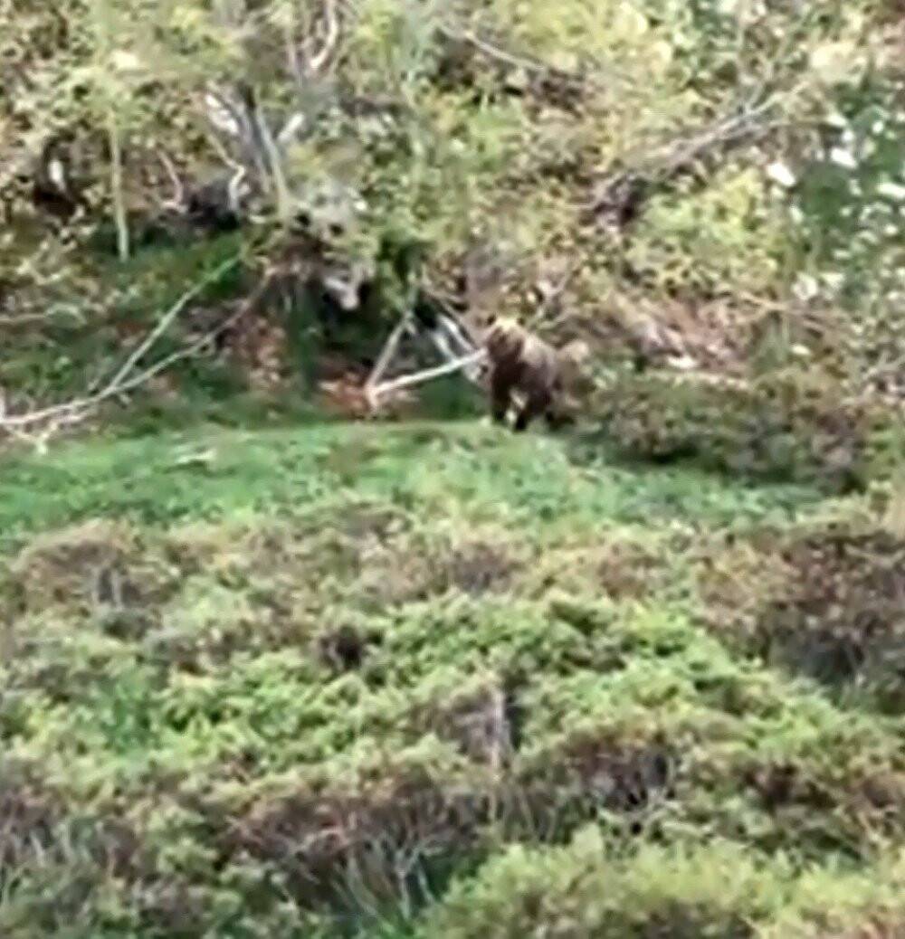 Ormanda karşılaştığı ayıları kaçırmaya bir sözü yetti