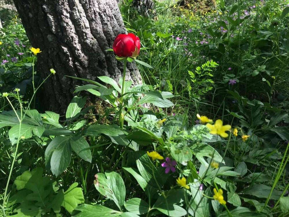 Şakayık çiçeğini koparmanın cezası 110 bin TL