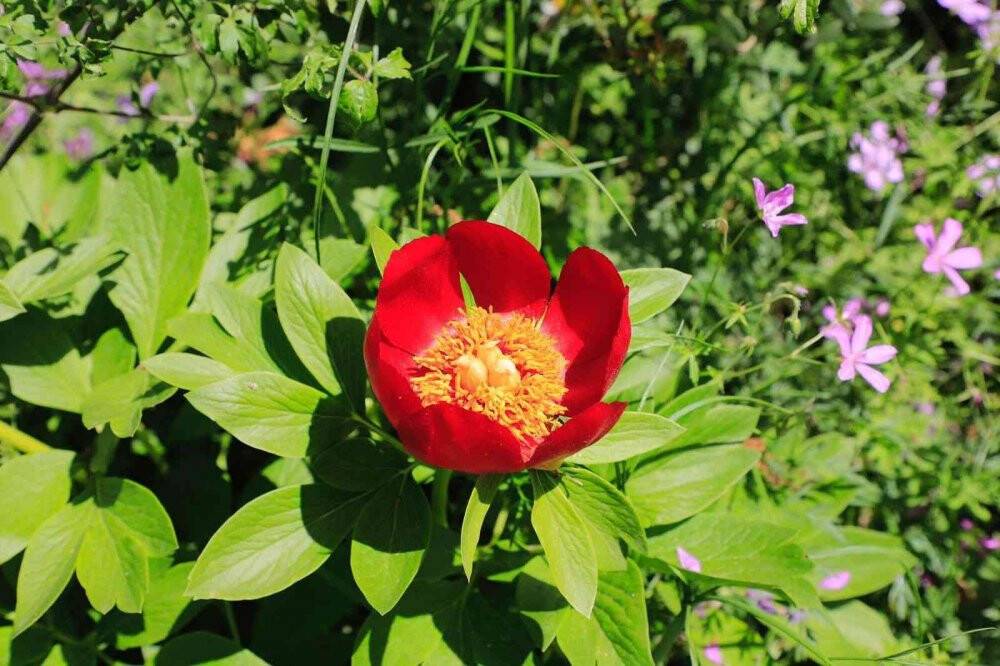 Şakayık çiçeğini koparmanın cezası 110 bin TL