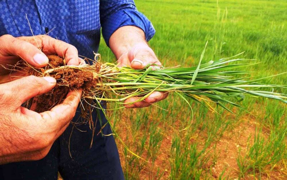 Konya Ovası'nda çiftçilerin gözü son yağışlarda