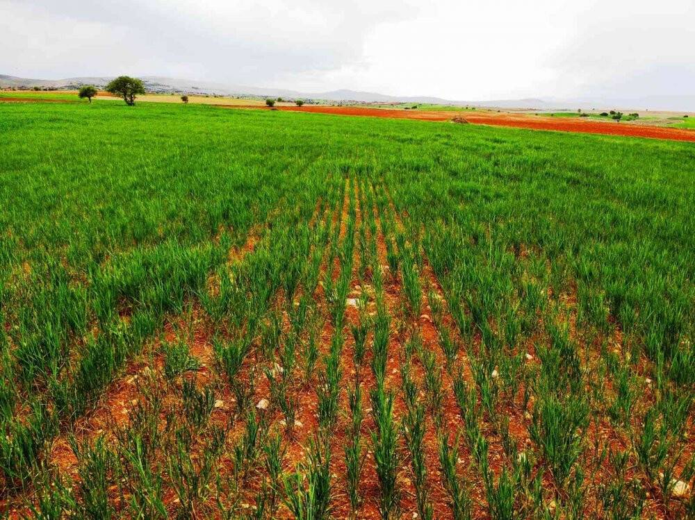 Konya Ovası'nda çiftçilerin gözü son yağışlarda