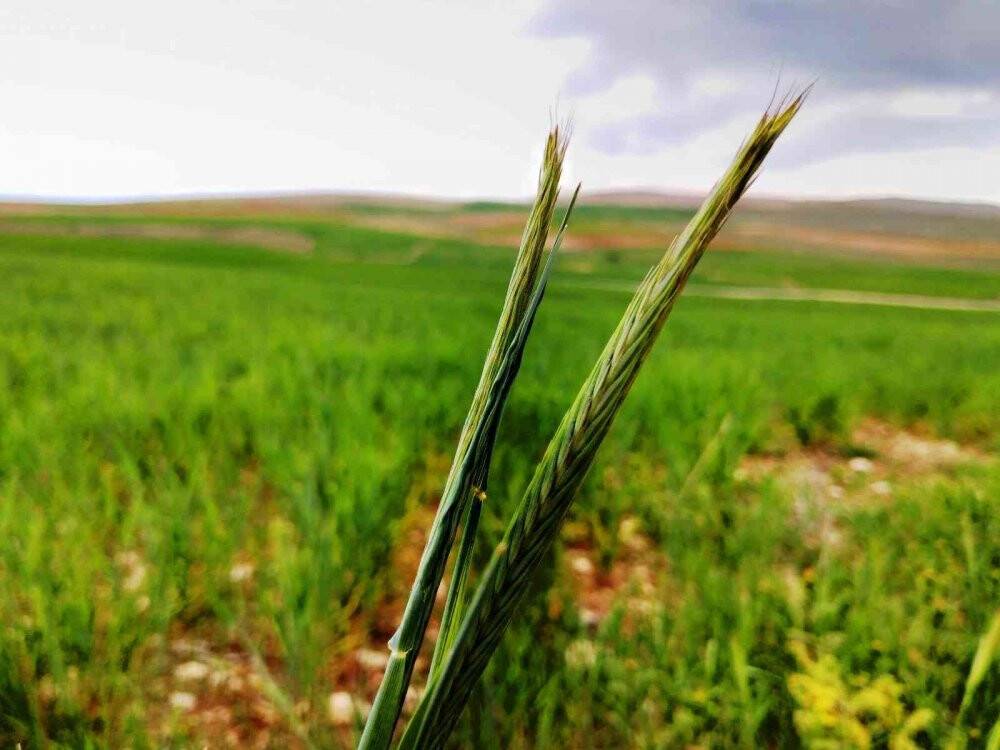 Konya Ovası'nda çiftçilerin gözü son yağışlarda