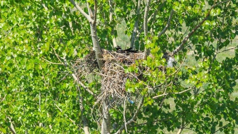 Türkiye’deki son şah kartallardan bir çifti gözlemlendi