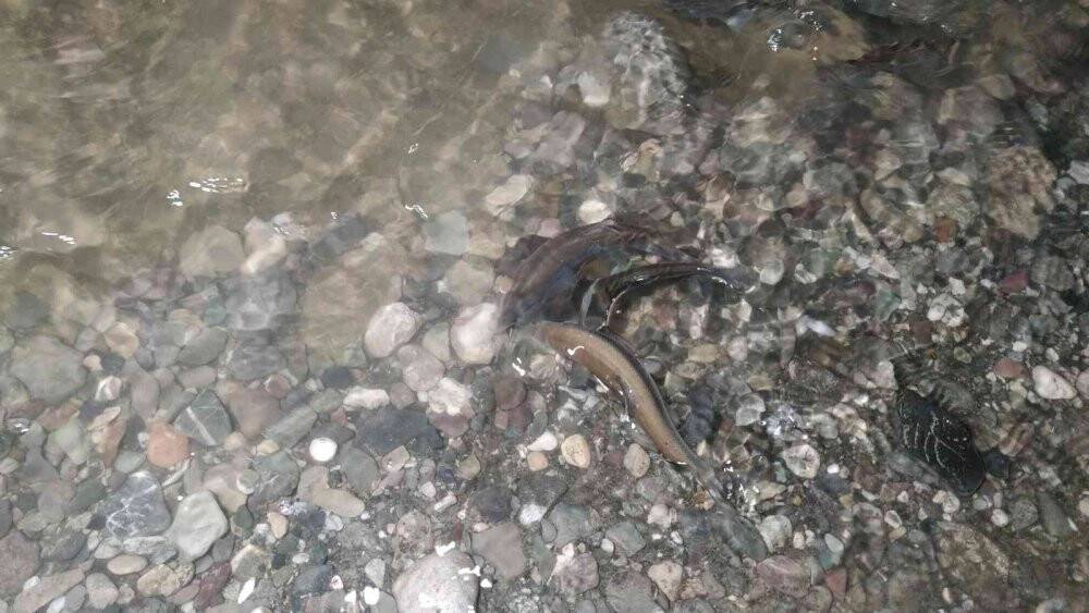 İnci kefalinin muhteşem gece yolculuğu devam ediyor