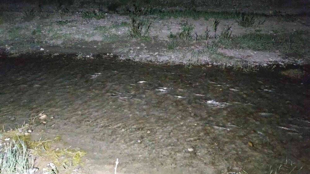 İnci kefalinin muhteşem gece yolculuğu devam ediyor
