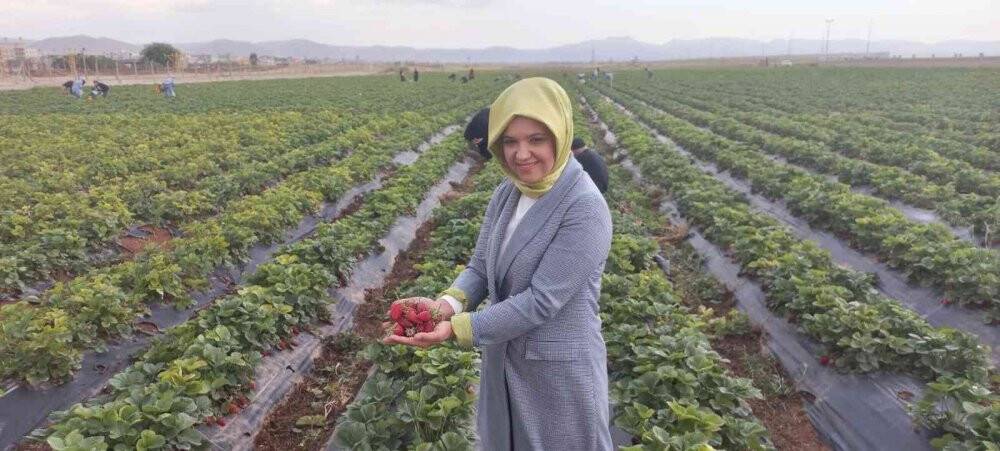 Kızıltepe’de çilek hasadı yapıldı