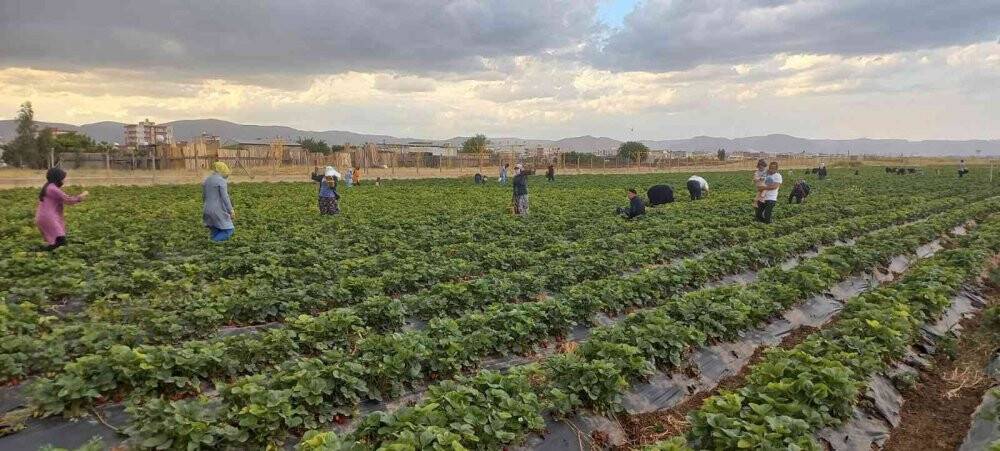 Kızıltepe’de çilek hasadı yapıldı