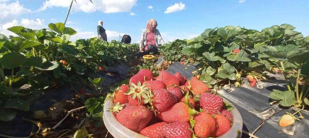 Kızıltepe’de çilek hasadı yapıldı