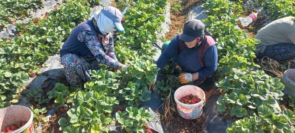 Kızıltepe’de çilek hasadı yapıldı