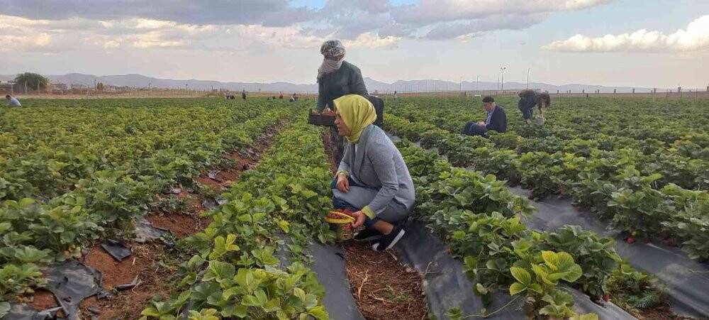 Kızıltepe’de çilek hasadı yapıldı