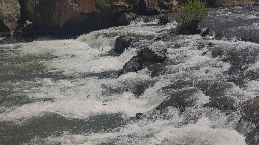 Uçan balıklar izleyenlere görsel şölen sunuyor