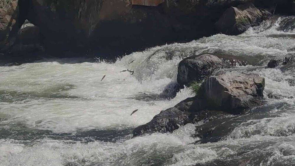 Uçan balıklar izleyenlere görsel şölen sunuyor